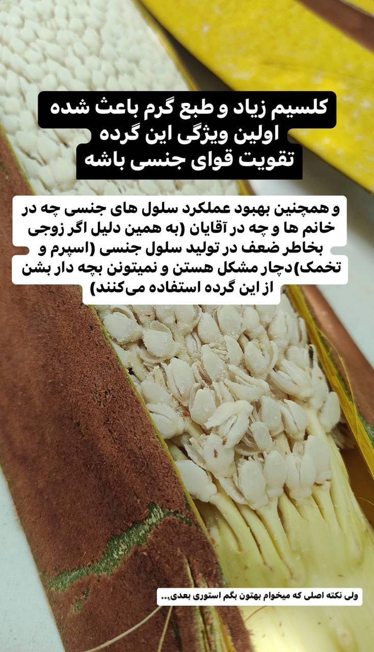 گرده نخل چیه؟؟| لیانو