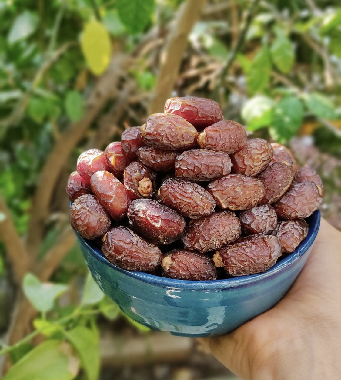 خرما بریمی لوکس